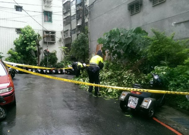 1040711昌鴻風強路樹瞬間倒塌 勇警及時救援排除(圖示)